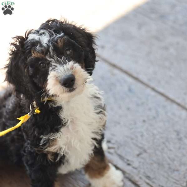 Liam, Mini Bernedoodle Puppy